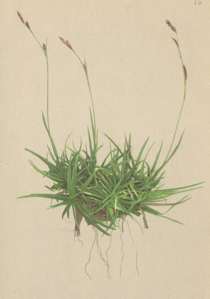 ALPENFLORA ALPINE FLOWERS. Carex firma Host-Feste Segge 1897 old antique print
